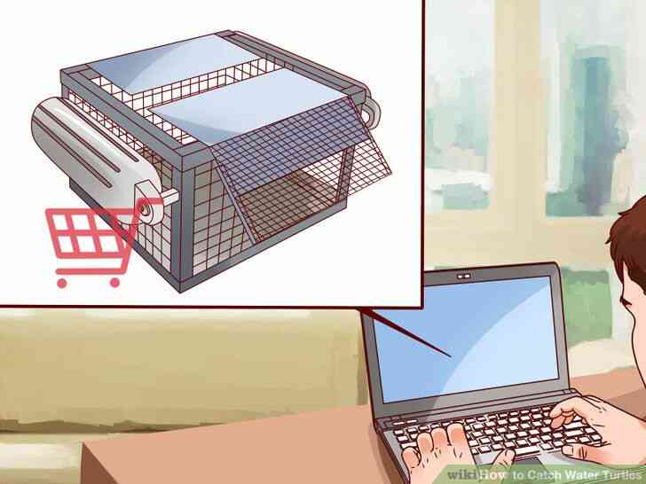 Image intitulée Attraper des Tortues d